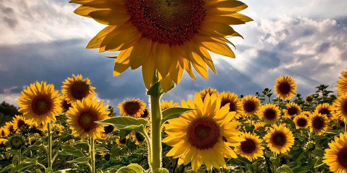 2048x2048 25 Flowers iPad Wallpapers