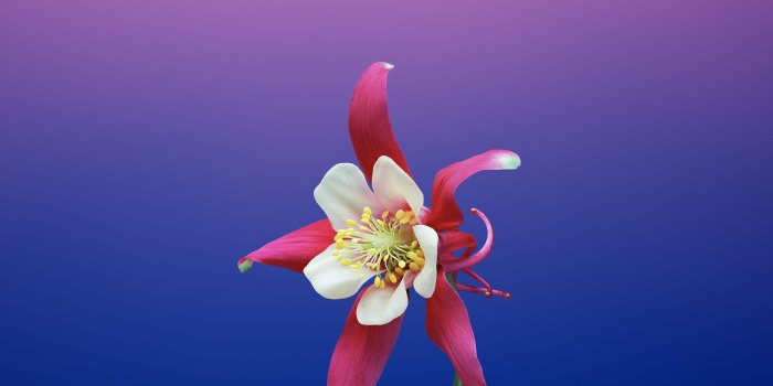 2706x2706 Download the new iOS 11 wallpapers