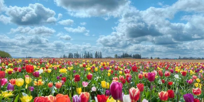 2048x2048 25 Flowers iPad Wallpapers