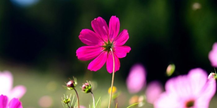 1024x1024 New iPad Air, 4, 3, iPad mini Retina Flowers Wallpapers, Desktop