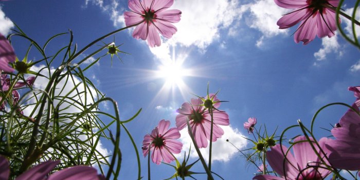 2048x2048 Pink Flowers iPad Wallpaper