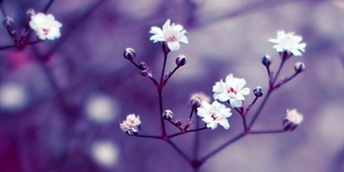 1024x1024 Flowers Ipad Wallpapers (#928619) - HD Wallpaper Download