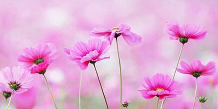 2048x2048 Flower iPad Air 2 Wallpapers 42 | iPad Air 2 Wallpapers