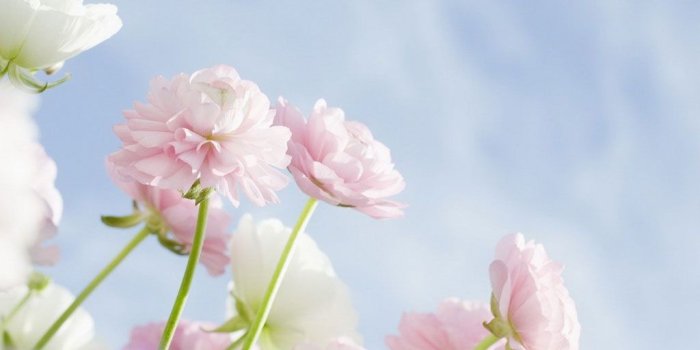 1024x1024 Elegant Flowers Ipad Background - Free Background Image Flower