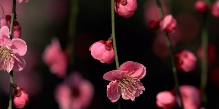 768x1024 768x1024 Pink Spring Flowers Ipad wallpaper