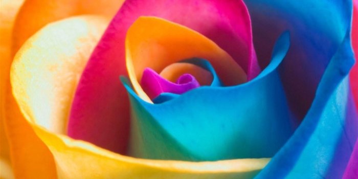 2048x2048 Wallpaper Weekends: Flower Delivery for Your iPad