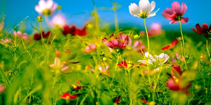 2048x2048 Wild Summer Flowers | Beautiful Retina iPad Wallpapers