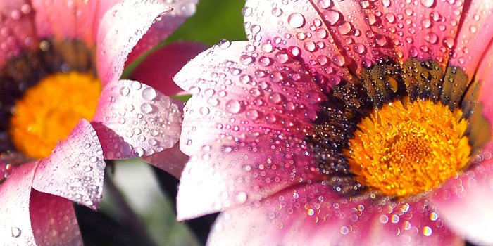 2048x2048 25 Flowers iPad Wallpapers