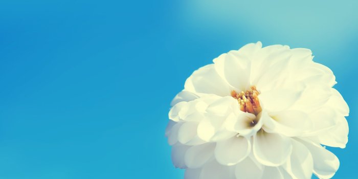 2048x2048 White Flower iPad Air/Pro Wallpaper and iPad mini Wallpaper