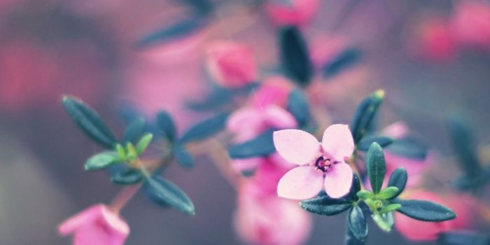 1024x1024 Four Petals Flower Ipad Wallpaper - Bloom Flower Wallpaper Hd