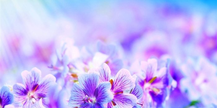 1024x1024 Purple Flowers iPad Air Wallpaper Download | iPhone Wallpapers, iPad