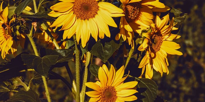 2780x2780 Download wallpaper 2780x2780 sunflower, flowers, summer, yellow ipad