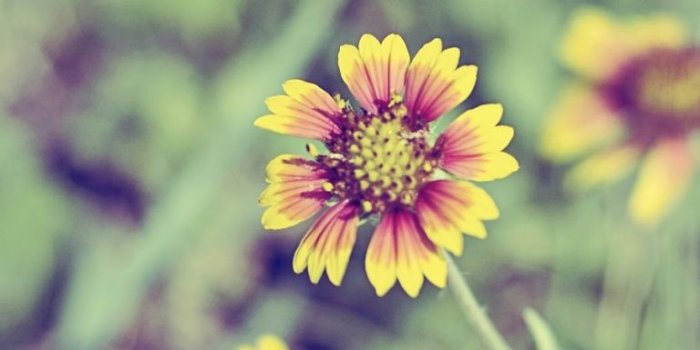 768x1024 768x1024 Small Orange and Yellow Flowers Ipad wallpaper