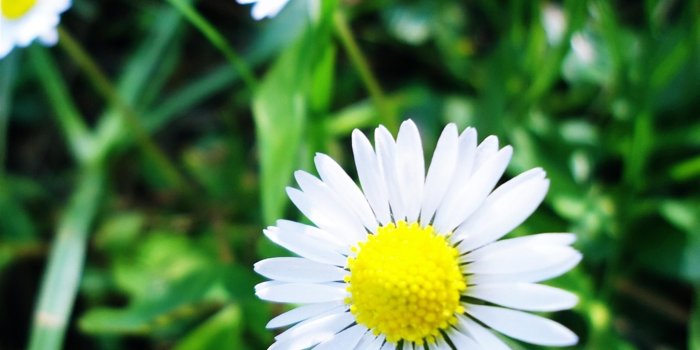 2048x2048 Wallpaper Weekends: Flower Delivery for Your iPad