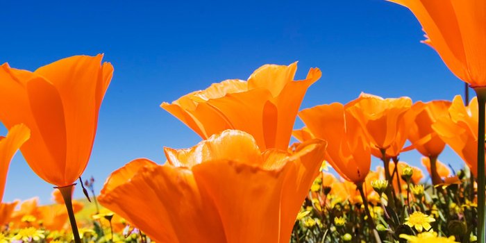 2048x2048 25 Flowers iPad Wallpapers