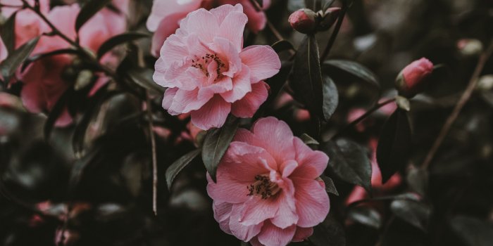2780x2780 Download wallpaper 2780x2780 wild rose, bush, pink, flowers ipad air
