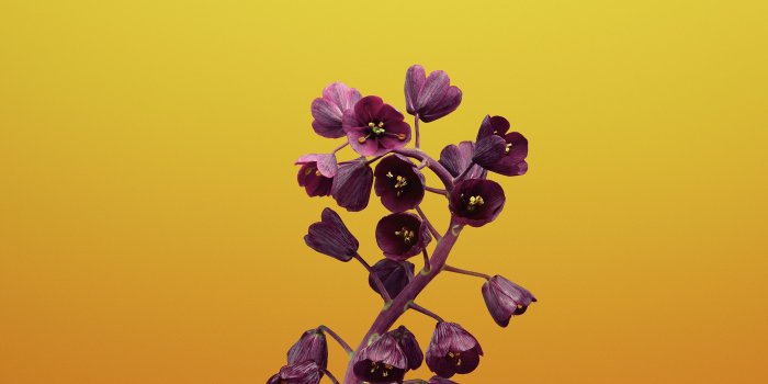 2706x2706 Download the new iOS 11 wallpapers