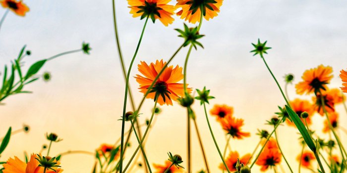 2248x2248 Cosmos Field, Flowers, Summer, Wallpaper - Ipad Mini Wallpaper