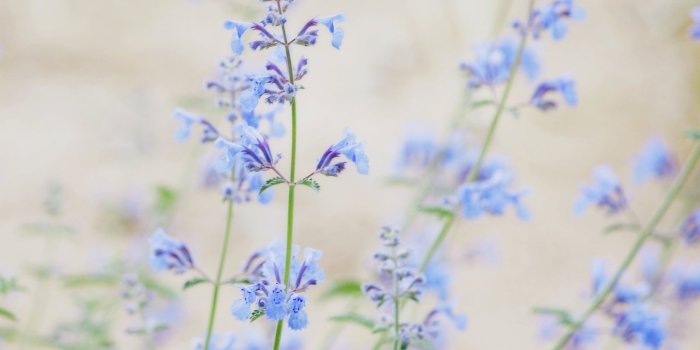 2048x2048 Ipad - Macbook Air Wallpaper Flowers (#928620) - HD Wallpaper Download