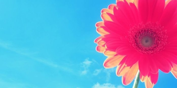 768x1024 768x1024 Red Flower under the Blue Sky Ipad mini wallpaper