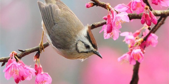 1024x1024 Flower 61 iPad mini 2 Wallpapers HD and iPad mini Wallpapers