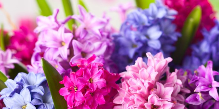 2732x2732 Earth / Flower Mobile Wallpaper - Flowers Wallpaper For Ipad, Hd