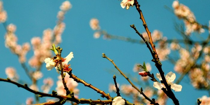 2048x2048 Peach Flowers Spring iPad Air/Pro Wallpaper and iPad mini Wallpaper