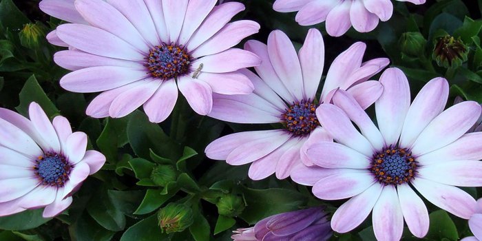 2048x2048 25 Flowers iPad Wallpapers