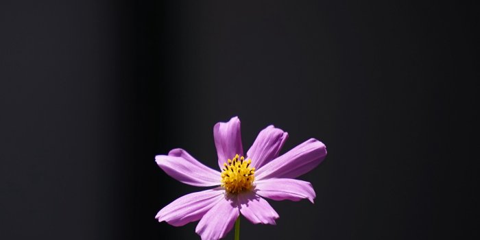 2780x2780 Download wallpaper 2780x2780 cosmos, flower, minimalism ipad air
