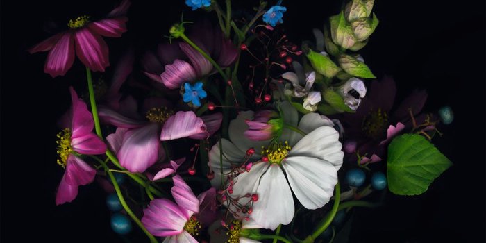 1024x1024 PAPERS.co | iPad wallpaper | ad15-wallpaper-apple-ios8-iphone6-flower