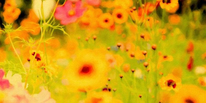 1024x1024 Flower 82 iPad mini 2 Wallpapers HD and iPad mini Wallpapers