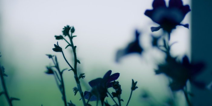 2048x2048 Dark Flowers iPad Wallpaper