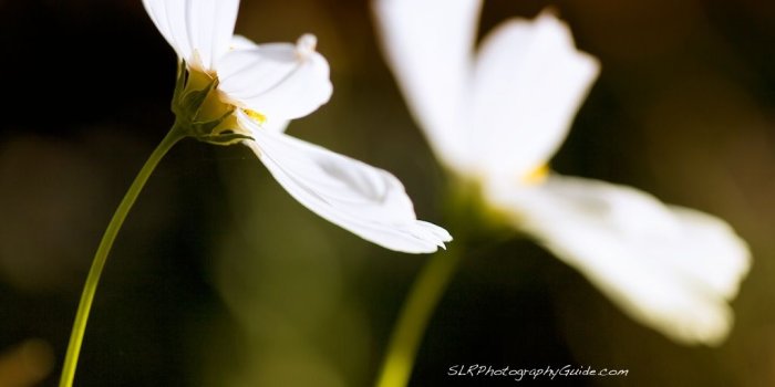 1024x1024 Flower iPad wallpaper | This elegant flower photograph has b…