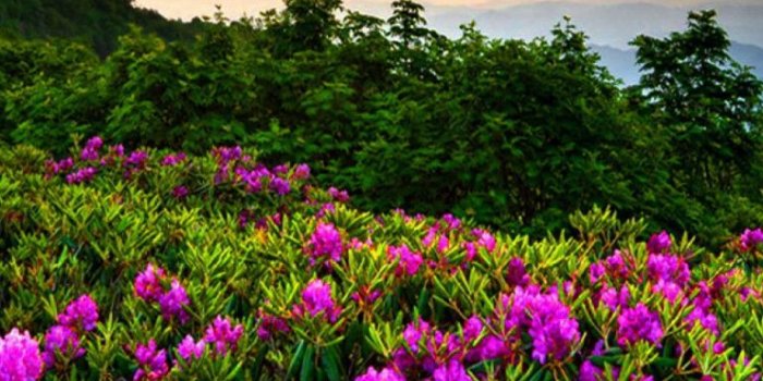 768x1024 Flower Wallpaper For Ipad Mini, Hd Wallpapers & backgrounds Download