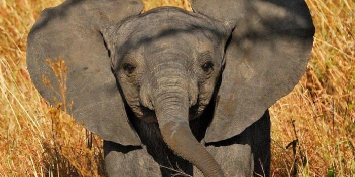 1024x768 Cute Elephant Wallpapers High Quality Resolution As - Baby Elephant