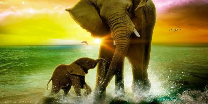 1600x1200 Cute Elephant Wallpapers Wide - Sotoak