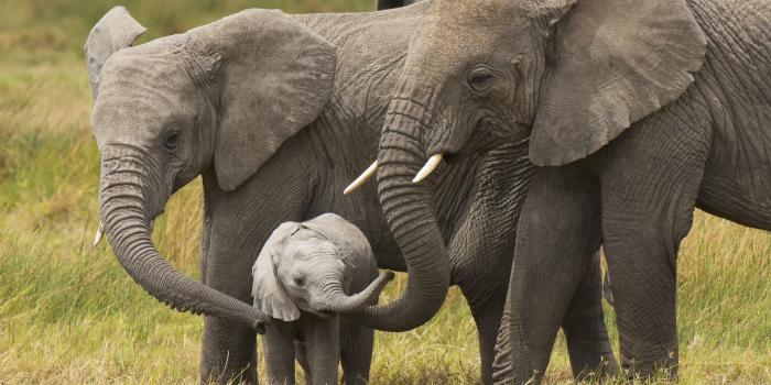 1920x1200 61+ Baby Elephant Wallpapers on WallpaperPlay