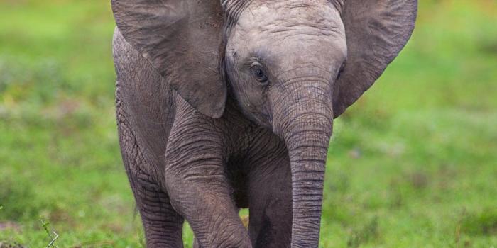 1440x1280 Cute Baby Elephant HD Wallpaper, Background Images