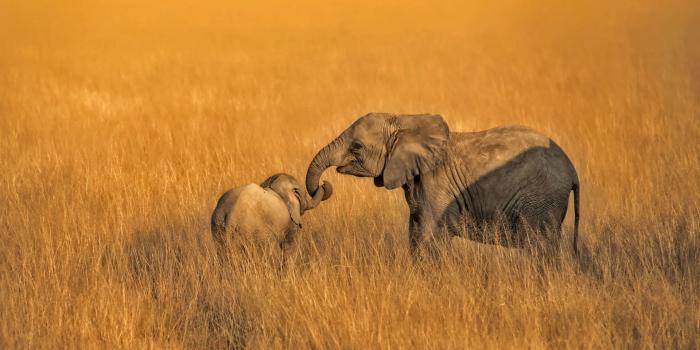 1920x1080 Cute Mother Elephant And Baby Elephant Wallpaper Hd - Baby Elephant