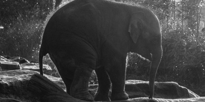 1242x2208 iPhone7papers - mw67-elephant-dark-bw-animal-cute-nature-baby