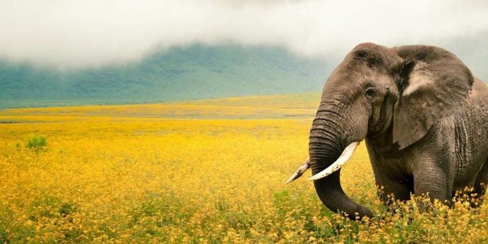 1152x864 Elephant Wallpapers Of Cute Elephant Top 20 HD Wallpapers Desktop