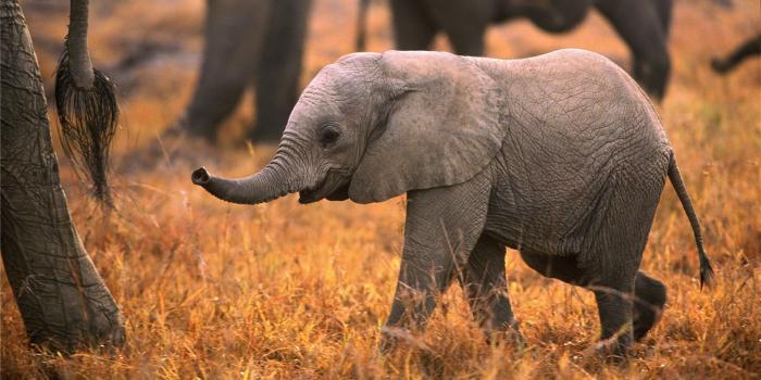 1920x1080 Cute Elephant Wallpaper HD 07769 - Baltana