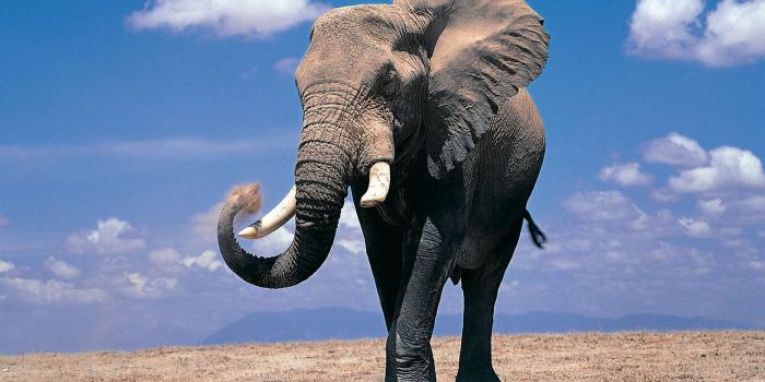 1920x1200 Cute Elephant Wallpapers HD #10947 Wallpaper | WallDiskPaper