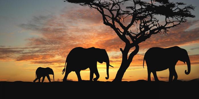 1920x1080 Baby elephant wallpaper Gallery