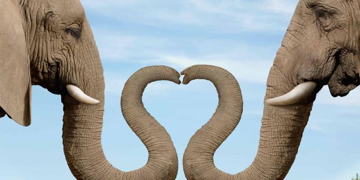 1920x1080 Desktop Elephant Hd Wallpapers Hd Wallpapers, Backgrounds - Elephant