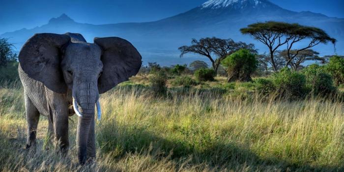 1920x1200 Elephant iPhone Wallpaper (74+ images)