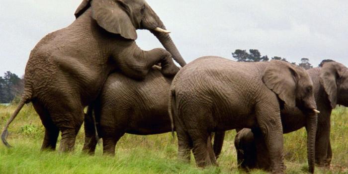 1280x800 Cute elephant wallpapers Gallery