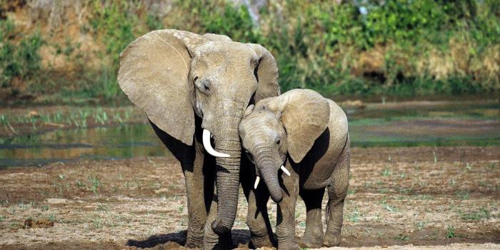 1920x1200 Cute Elephant Wallpaper (30+) - Free Download | Techpresentations