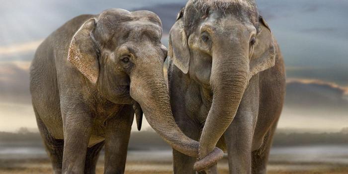 1200x675 Cute Elephant desktop Wallpaper Pics free download | Lashwallpapers