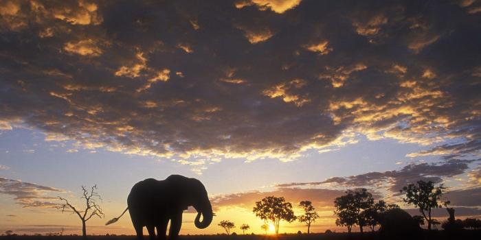 1600x1200 Elephants Wallpapers